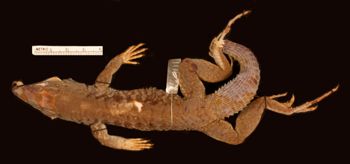 Media type: image;   Herpetology R-10927